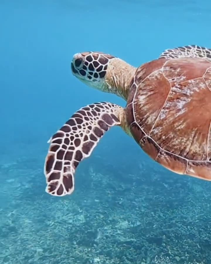 Sea turtle swimming past at the Daymaniyat Islands - reel from @horizonblue.om