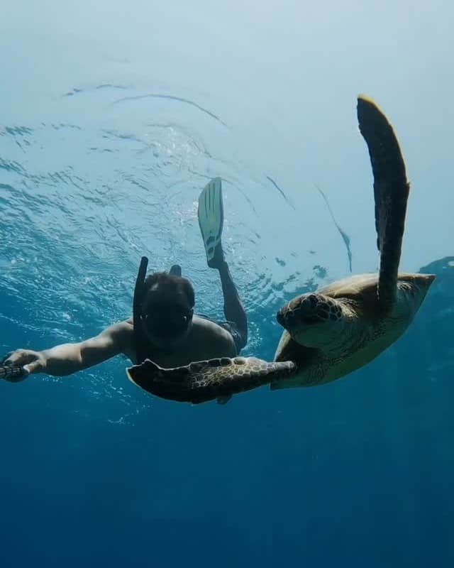 Snorkeller swimming beside a sea turtle - reel from @horizonblue.om